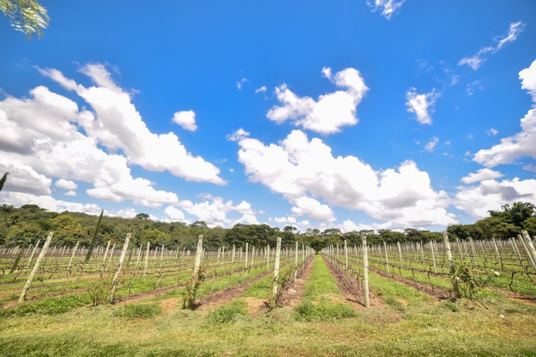 Vinhos do Cerrado superam rótulos internacionais em pesquisa inédita