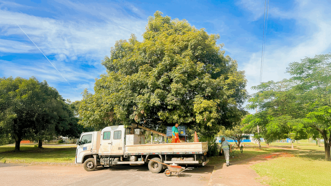 Cruzeiro intensifica podas de árvores para reforçar segurança da população