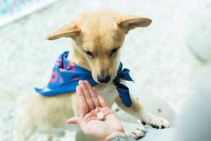 Medicamentos de uso humano: um risco silencioso e potencialmente fatal para cães e gatos Medicamentos de uso humano: um risco silencioso e potencialmente fatal para cães e gatos