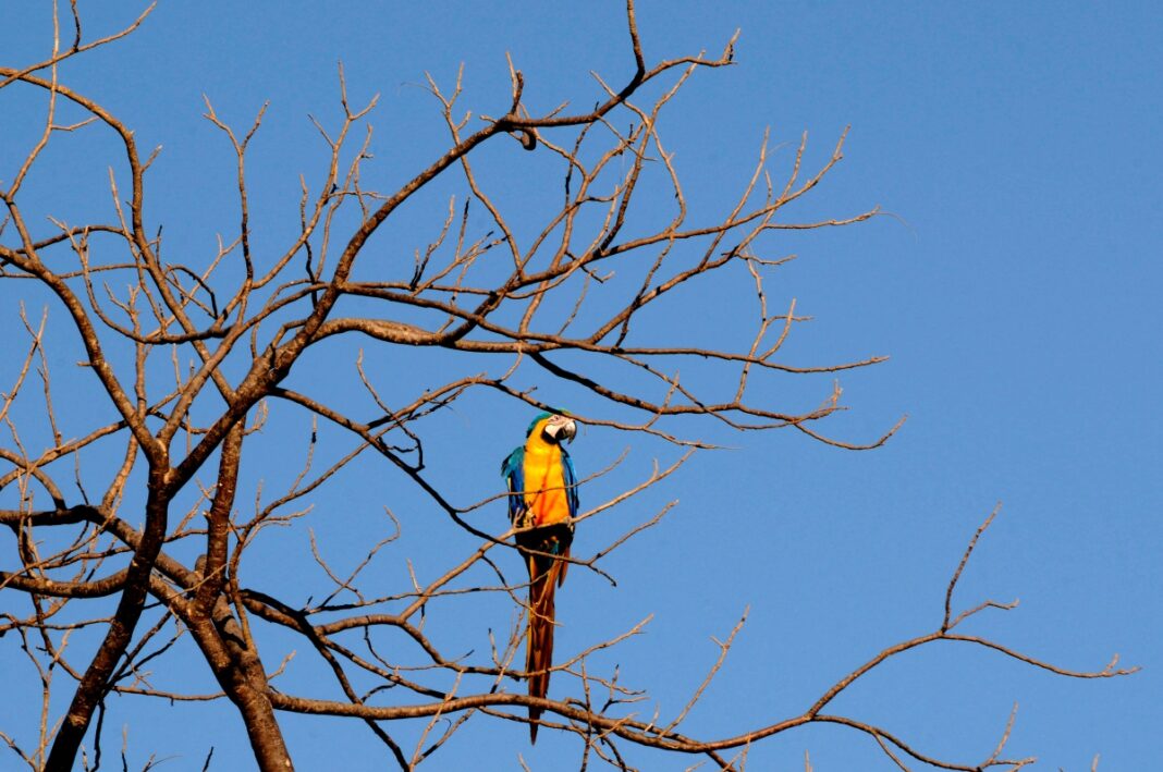 Boulevard Shopping Brasília celebra o Dia Mundial da Fotografia com imagens de Zuleika de Souza sobre o Cerrado