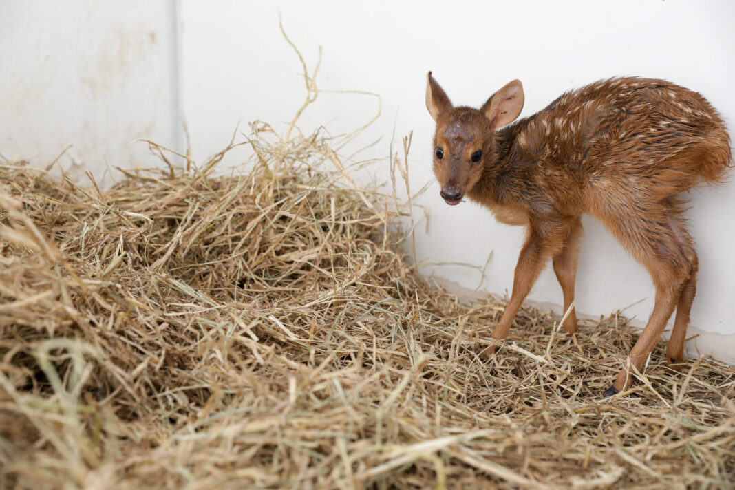 Biólogo do GDF dá dicas do que fazer ao encontrar um animal silvestre em ambiente urbano