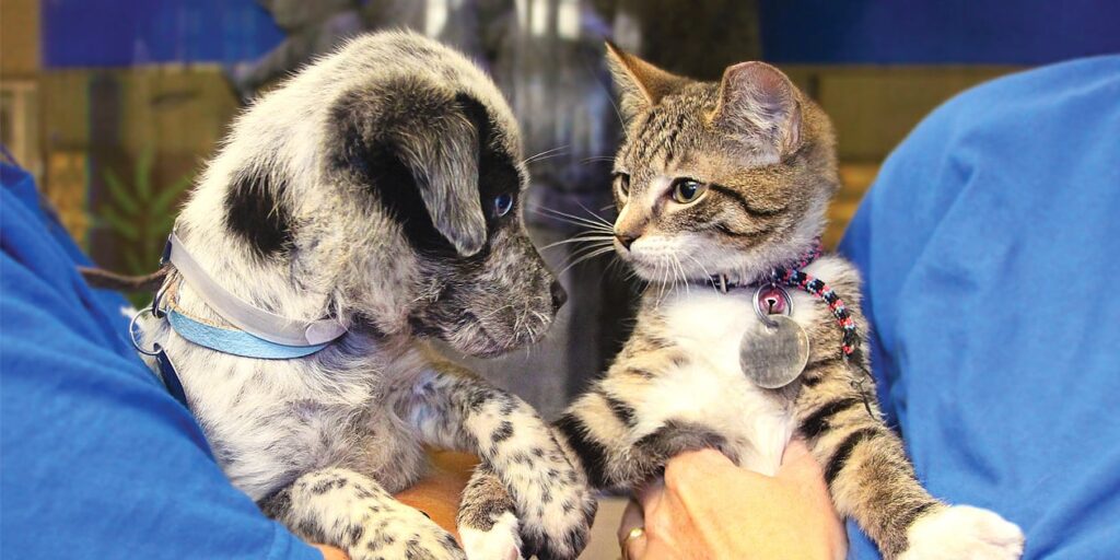 Mais de 2.500 vagas para castração gratuita serão abertas a partir de hoje