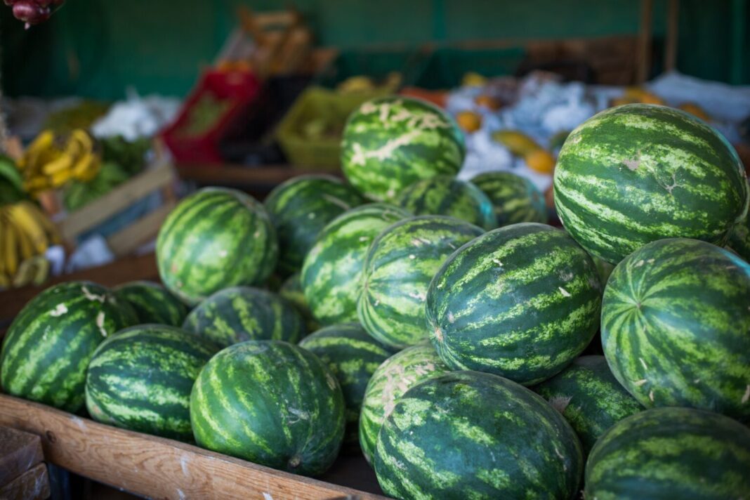 Goiás lidera produção nacional de melancia Goiás lidera produção nacional de melancia