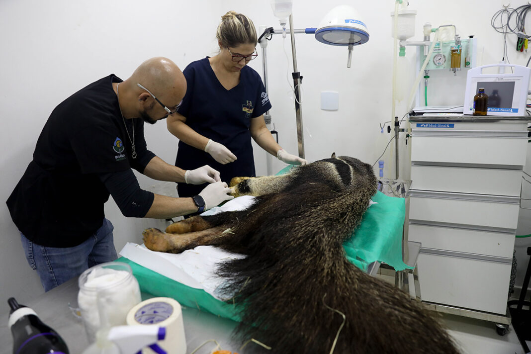Pioneiro no Brasil, Hospital da Fauna Silvestre atendeu a mais de 5 mil animais em dois anos de funcionamento