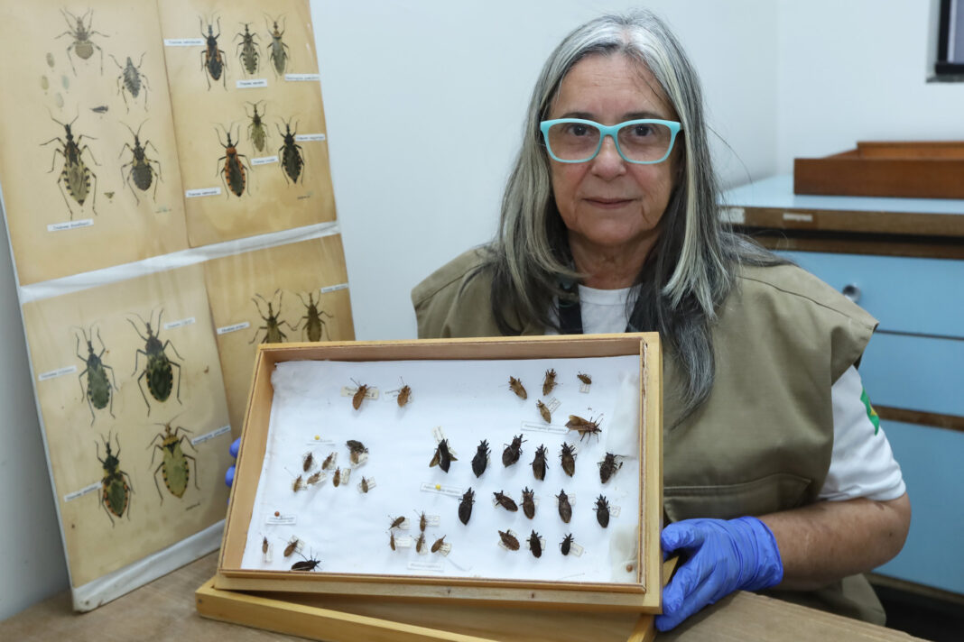 Mês de conscientização sobre a doença de Chagas alerta para cuidados e risco de contaminação Mês de conscientização sobre a doença de Chagas alerta para cuidados e risco de contaminação