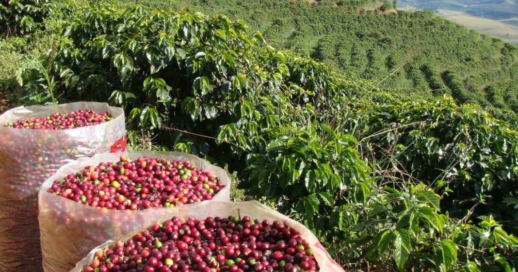Cafeicultura em Goiás avança com encontro inédito Cafeicultura em Goiás avança com encontro inédito