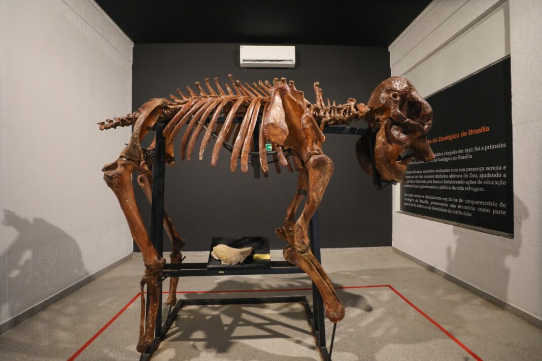 Museu de Ciências Naturais do Zoológico de Brasília é reaberto após reforma Museu de Ciências Naturais do Zoológico de Brasília é reaberto após reforma