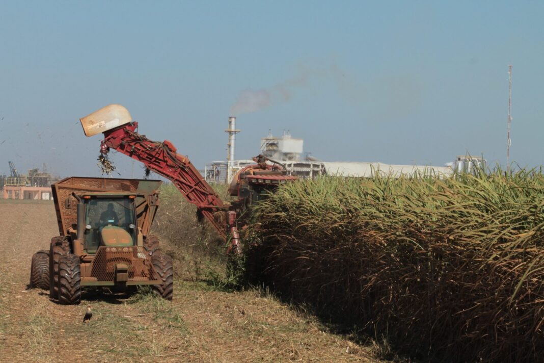 Goiás bate recorde e atinge 2º lugar em ranking nacional de produção de cana-de-açúcar Goiás bate recorde e atinge 2º lugar em ranking nacional de produção de cana-de-açúcar