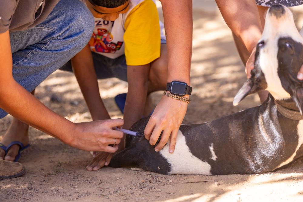 Vacinação antirrábica protege cães e gatos no Residencial Brasília Vacinação antirrábica protege cães e gatos no Residencial Brasília