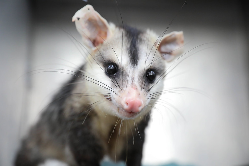 Como agir ao encontrar um animal silvestre em perigo no DF Como agir ao encontrar um animal silvestre em perigo no DF