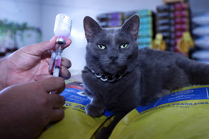 Raiva animal e leishmaniose: saiba como prevenir e agir em casos confirmados de doenças Raiva animal e leishmaniose: saiba como prevenir e agir em casos confirmados de doenças