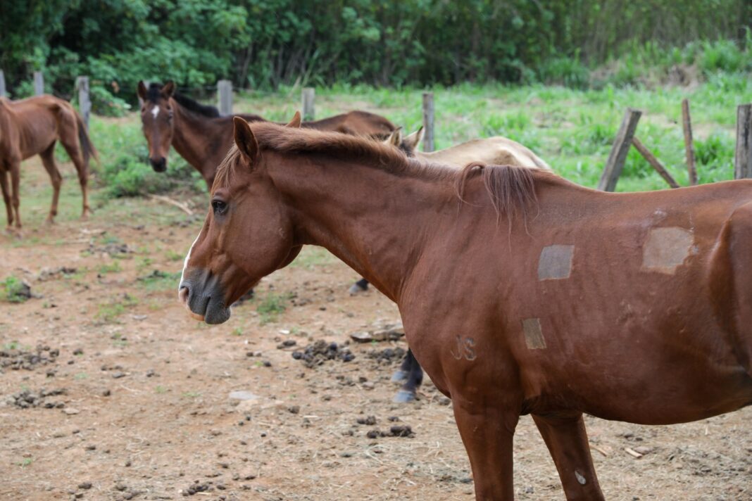 Animais soltos em vias públicas: saiba como denunciar e ajudar a evitar acidentes no DF Animais soltos em vias públicas: saiba como denunciar e ajudar a evitar acidentes no DF