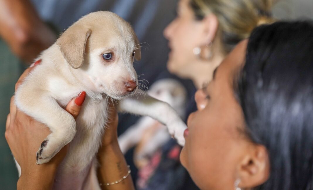 Campanha de castração de cães e gatos gratuita oferece 1,8 mil vagas na próxima semana Campanha de castração de cães e gatos gratuita oferece 1,8 mil vagas na próxima semana