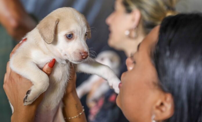 Campanha gratuita oferece 1,8 mil vagas para castração de animais