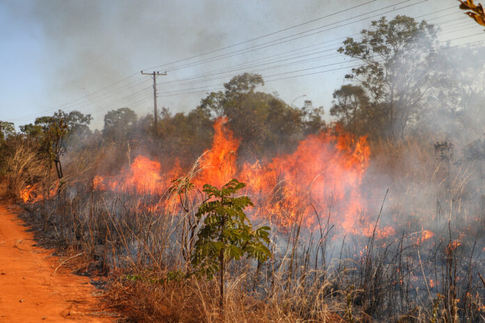 Incêndio florestal: como agir em caso de aproximação